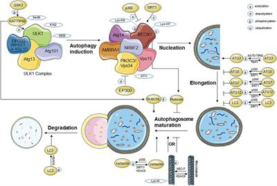 Acetylation Modification During Autophagy and Vascular Aging